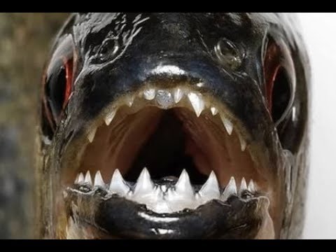The Difference between Piranha and Pacu fish