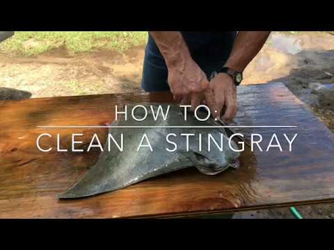 HOW TO: Clean A StingRay