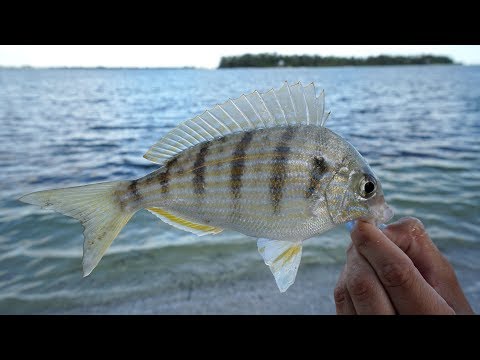 EXPEN$IVE SECRET! Bait and Tackle Shops DON&#039;T Want YOU to KNOW! How to Catch Pinfish- Tackle Tuesday