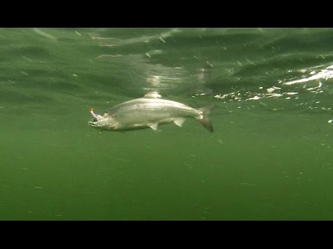 Basic Techniques for Kokanee Fishing in Washington