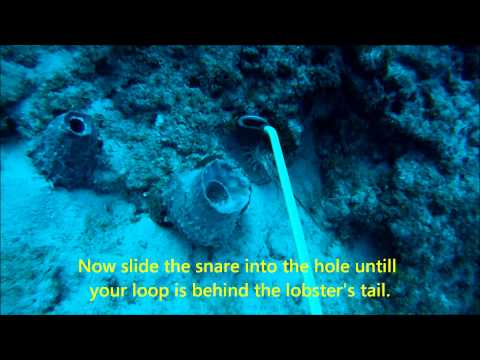 Catching Spiny Lobsters: How I Do It