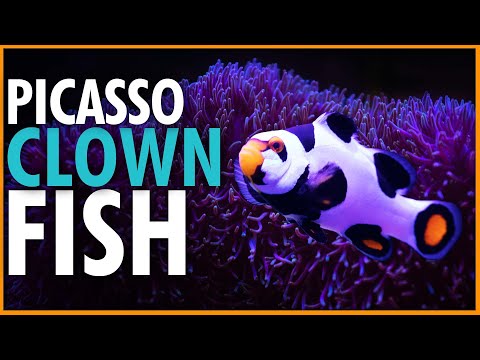 Picasso Clownfish