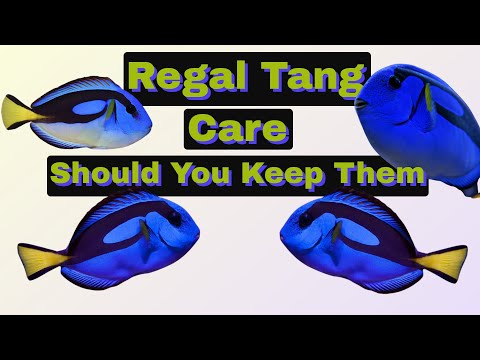 How To Care For Regal Tangs (Finding Nemo&#039;s Dory) Hippo Tang Surgeon Fish