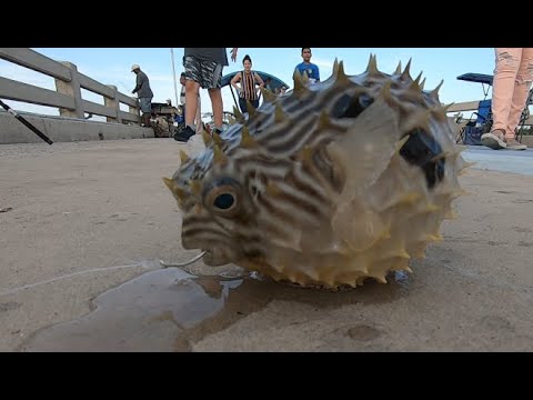 Pier Fishing For Exotic Species in St. Augustine Florida
