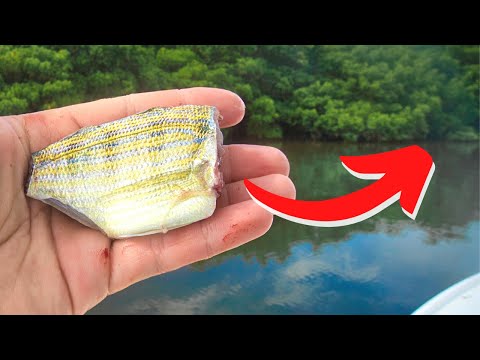 One of the BEST Ways to Catch Redfish - Cut Bait Under Mangroves