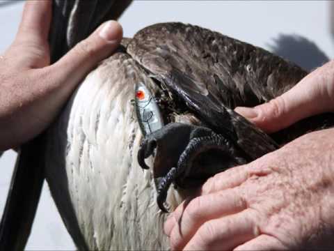 How to Free the Bird... Don&#039;t Cut the Line!