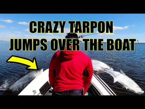 Tarpon Jumps over my boat as we were fishing another Tarpon Crazy