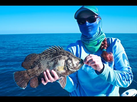 Offshore Tampa Tripletail Fishing Action - How to Catch Tripletail