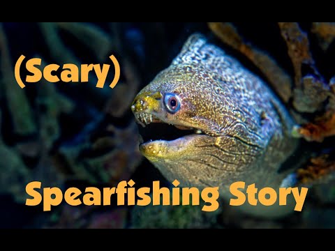 Spearfishing for Bait for Giant Trevally on Maui Island (Fishing Story) | Salty101 Fishing