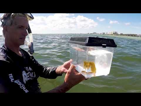 Rescued Seahorse Returned to the Wild