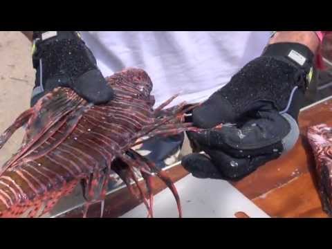 How to Prepare Lionfish for Cooking