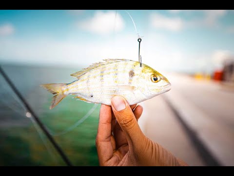 Skyway Pier Grouper Fishing with Pinfish!