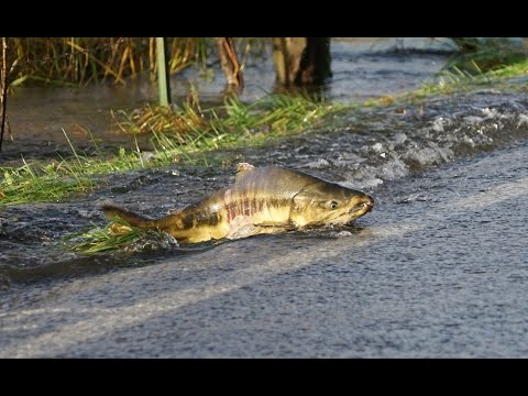 Skokomish River salmon cross the road/Part 1