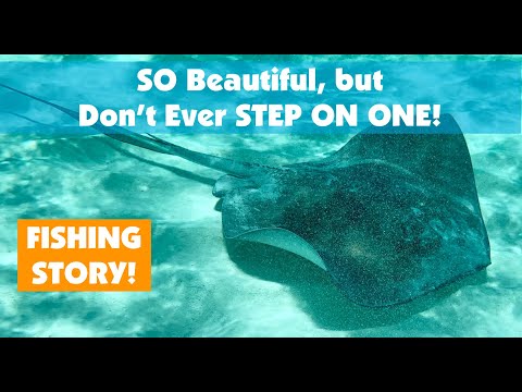 Setting My Foot On Fire (Stepping on Stingray Barb) | Salty101 Fishing Tips