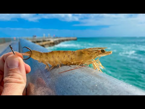 Live Shrimp Bait Catches STUD Pier Fish! (Florida Pier Fishing)