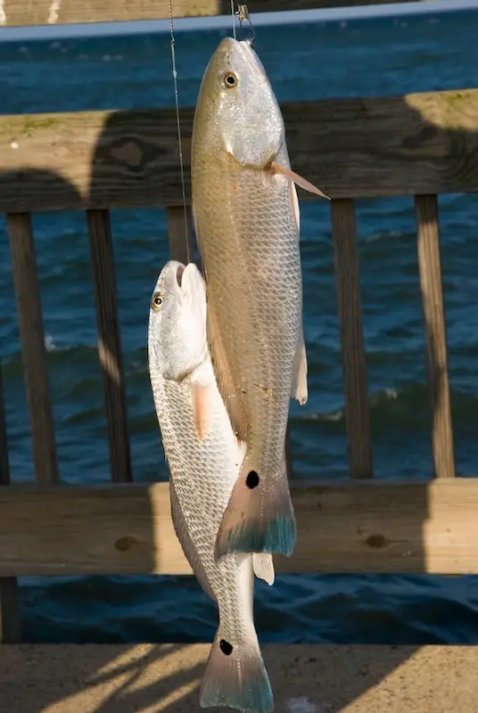 Two redfish on line at a fishing pier.