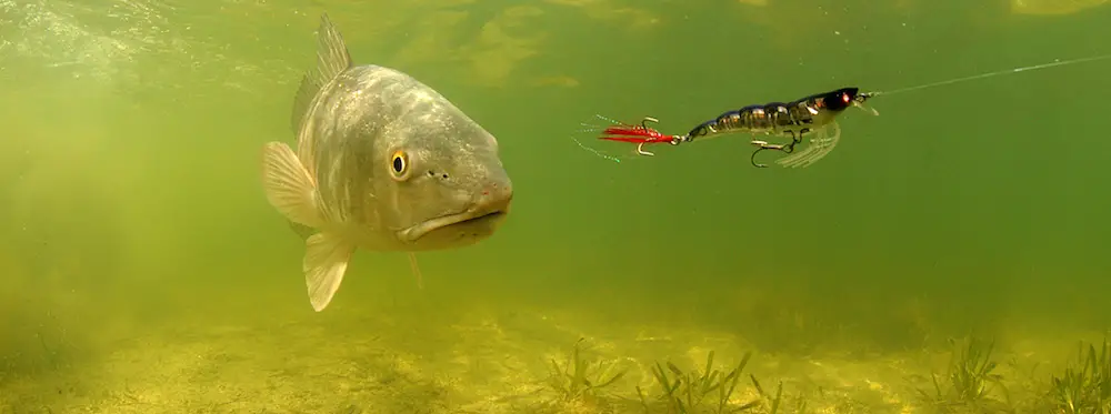 Redfish stalking big artificial lure through water.