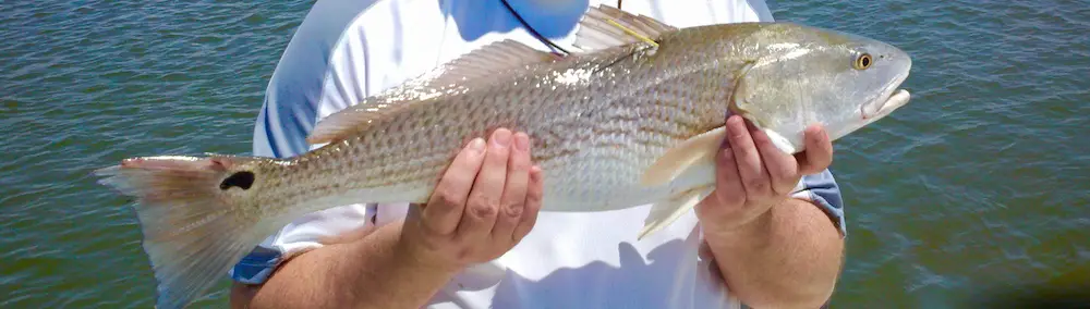 Redfish catch at 26-inches is just too long to keep.