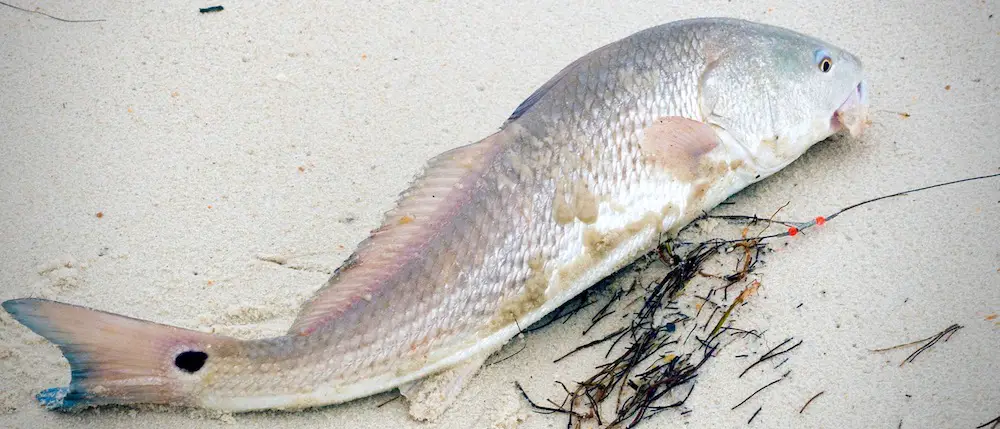 Redfish in sand at the beach.
