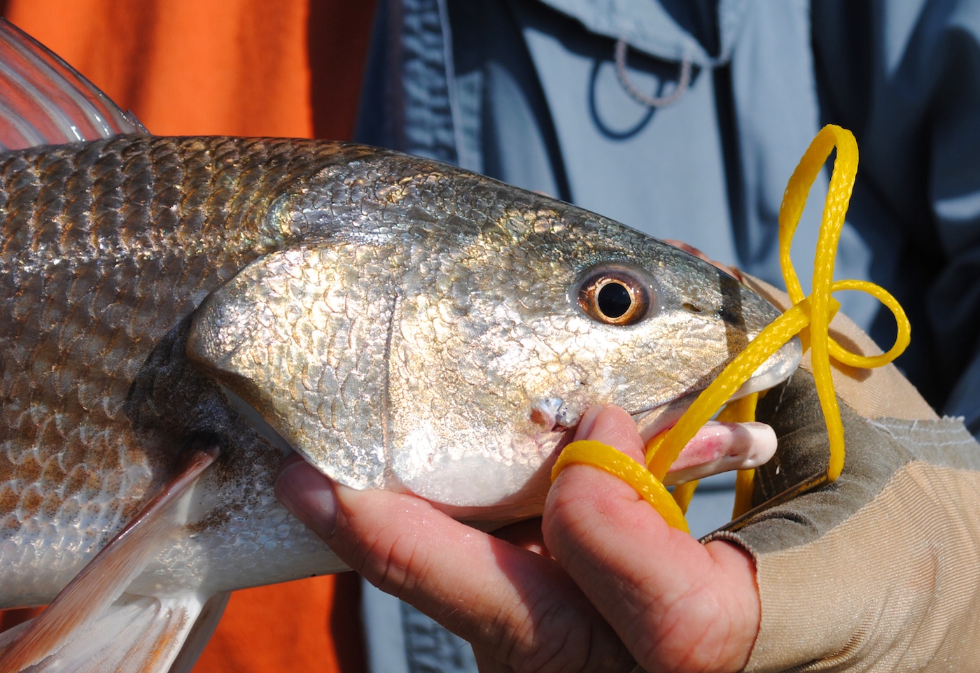 Small redfish on stringer.