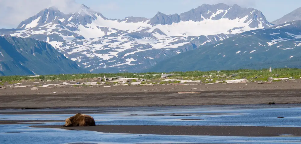 Bear salmon fishing in Katmai National Park and Preserve in Alaska.