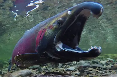 Gaping Coho salmon on breeding run in southern Alaska.