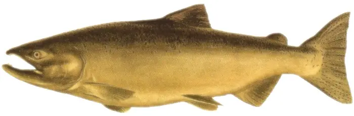 Male Chinook salmon found in freshwater - illustrative drawing showing phase and morphology.