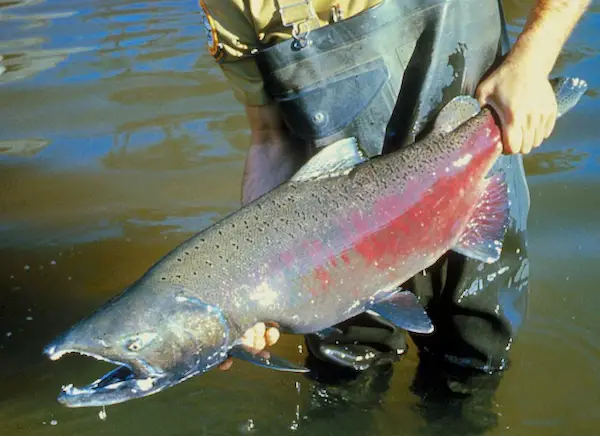 Dark hues of male Chinook salmon in spawn. Darker body, bright red rear lateral, and jaw changes - all expressions of sexual dimorphism during spawning in Chinook.