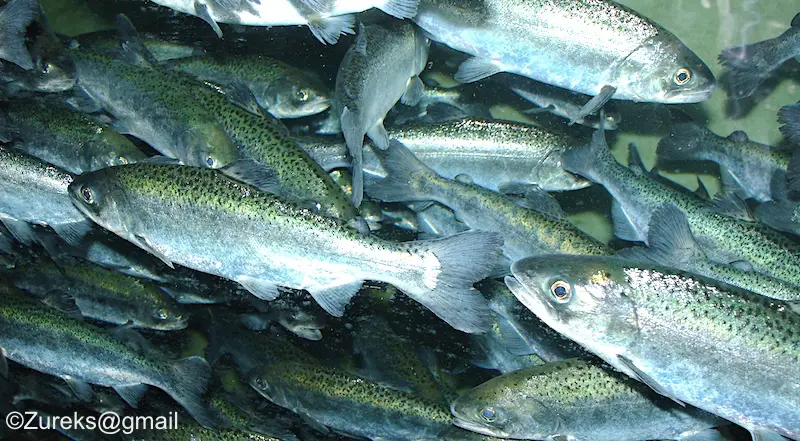 School of Chinook salmon in ocean, showing silver sides (lateral) and greenish tint.
