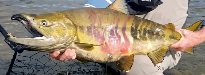 Spawning chum salmon close-up showing red and black bands evident during maturation and spawning.
