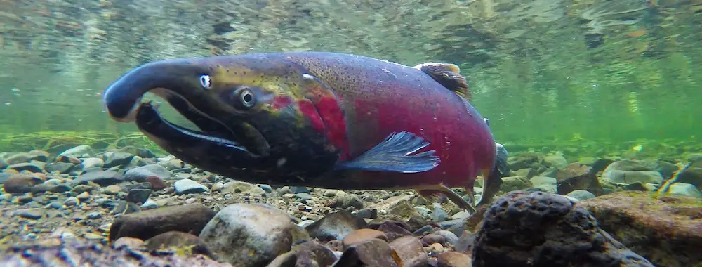 Coho salmon on breeding run up a stream in Alaska.