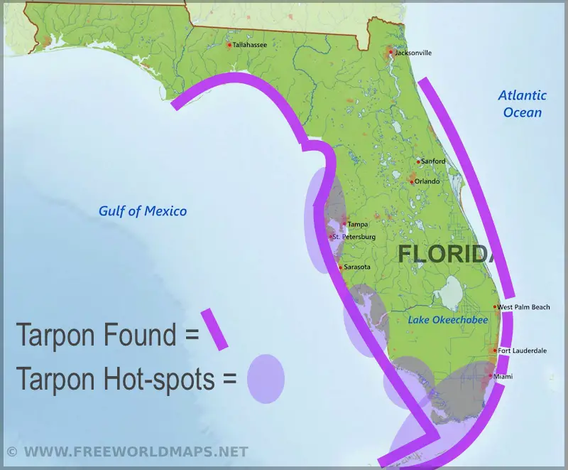 Florida tarpon fishing locations map with highlights for hot-spots.