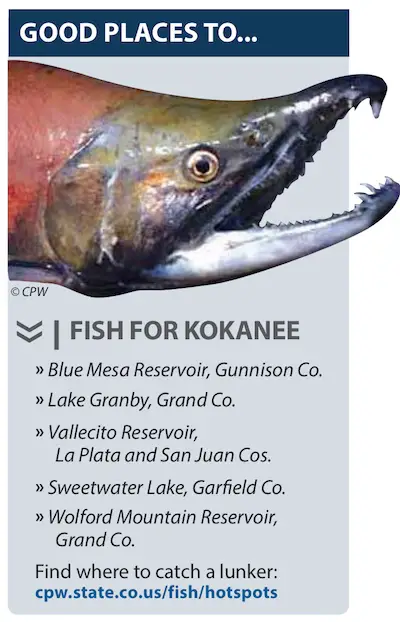 Best spots for finding Kokanee (Sockeye) Salmon in Colorado.