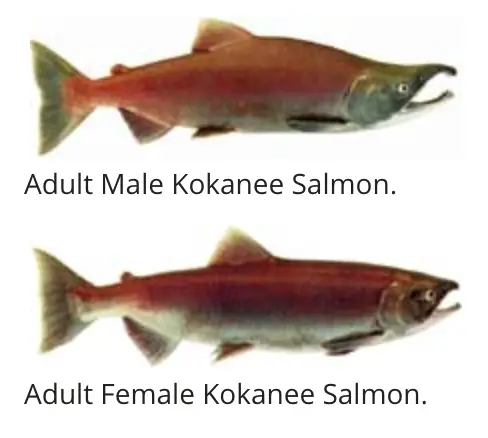 Male and Female Kokanee Salmon identification chart.