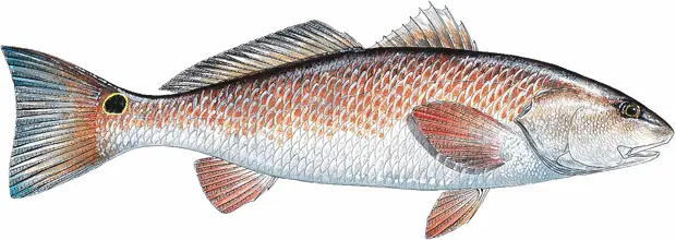 Redfish body close-up and detailed, showing full body.