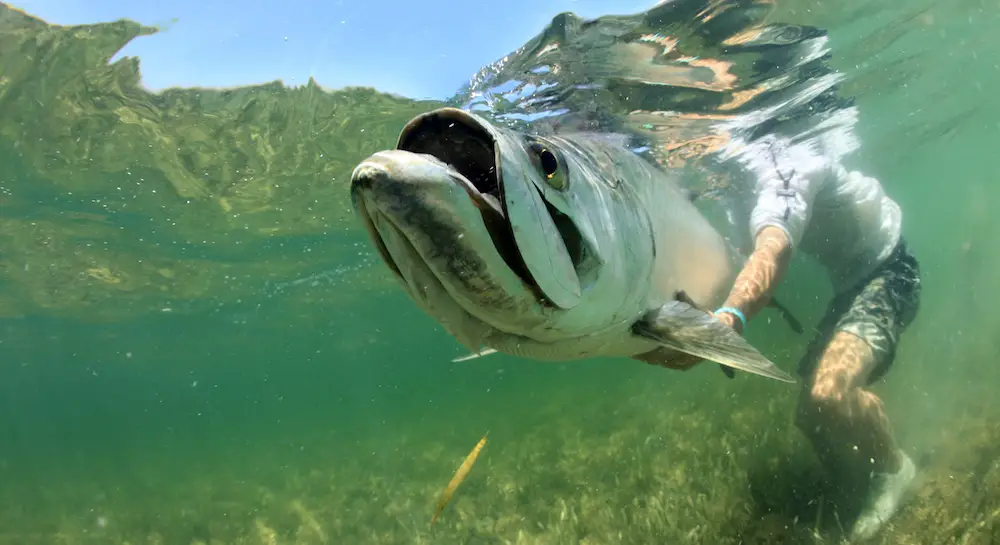 Letting a big tarpon free after catching in Florida.
