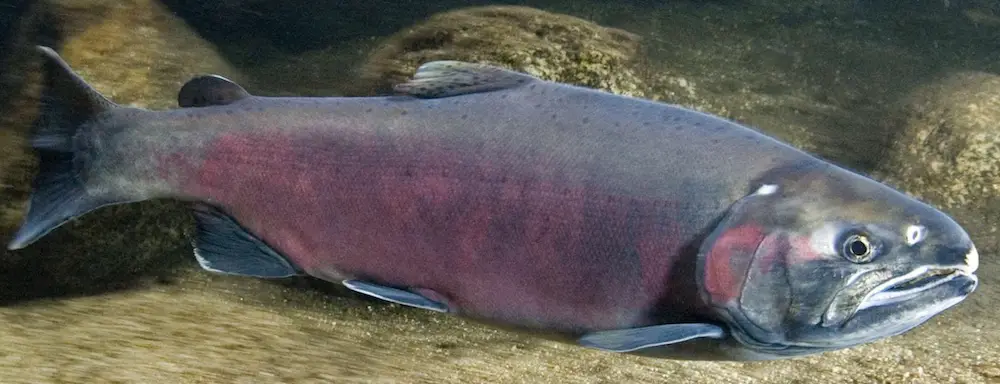 Record size salmon in stream during breeding season.