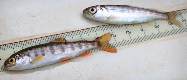 Juvenile (fingerling) Chinook salmon compared to steelhead trout.
