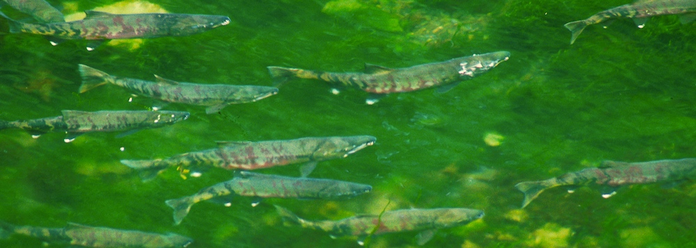 Chum salmon run up stream to lake in western United States.