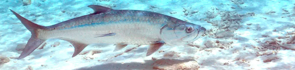 Tarpon swimming underwater in natural habitat in Boca Grande, Ft. Myers, Florida.