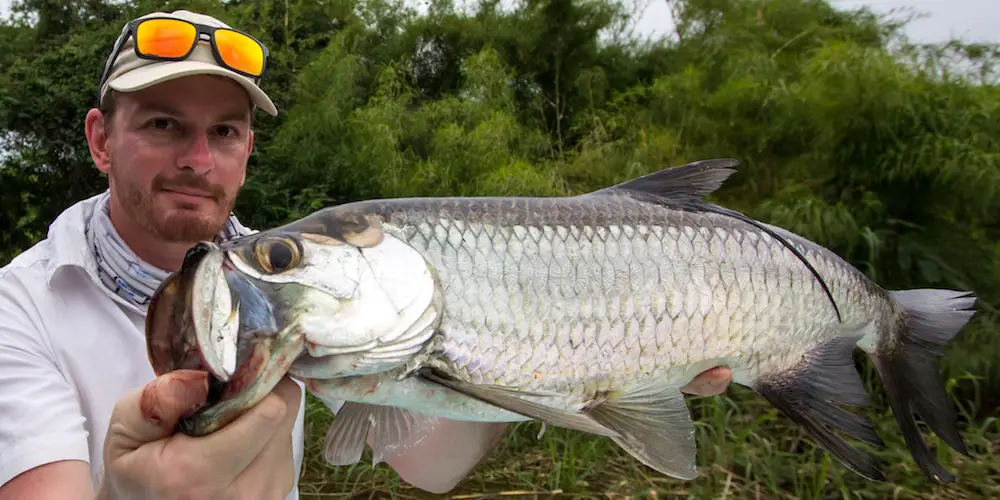 Florida tarpon caught on line and artificial lure.