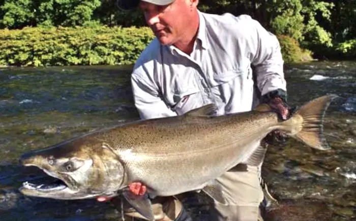 Coho and Chum salmon hybrid - would have been a world record coho salmon.