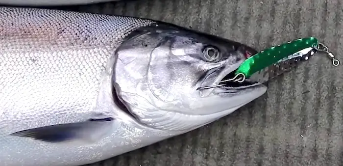 Pro Talk: Sand Lance - Needlefish Jigs For Chinook (King) Salmon – Hogy  Lure Company Online Shop