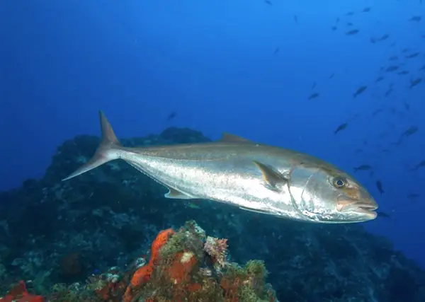 Large amberjack swimming over reef in the Gulf of Mexico.