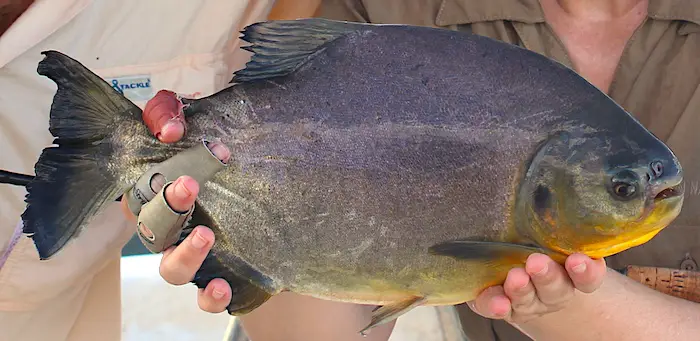 Small Red-Bellied Pacu fish caught while fly fishing on a river. Notice the yellow on the belly, this is typical for Pacu caught outside the United States.