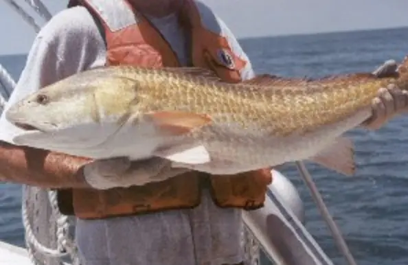 A big bull redfish caught on an inshore boat on the Florida coastal flats.