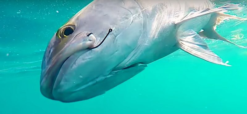 How to Catch Florida Amberjack Fish - Guide | Salty101