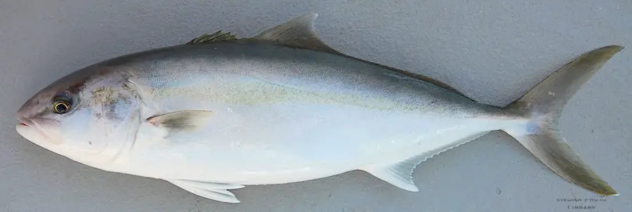 Greater amberjack adult showing typical coloration in this pelagic fish species.