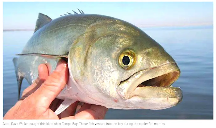 How to Catch Bluefish? (Huge Guide!) Salty101