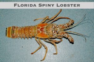 How to Catch Florida Lobster Lobstering - Florida Spiny Lobster 600w 300x200 